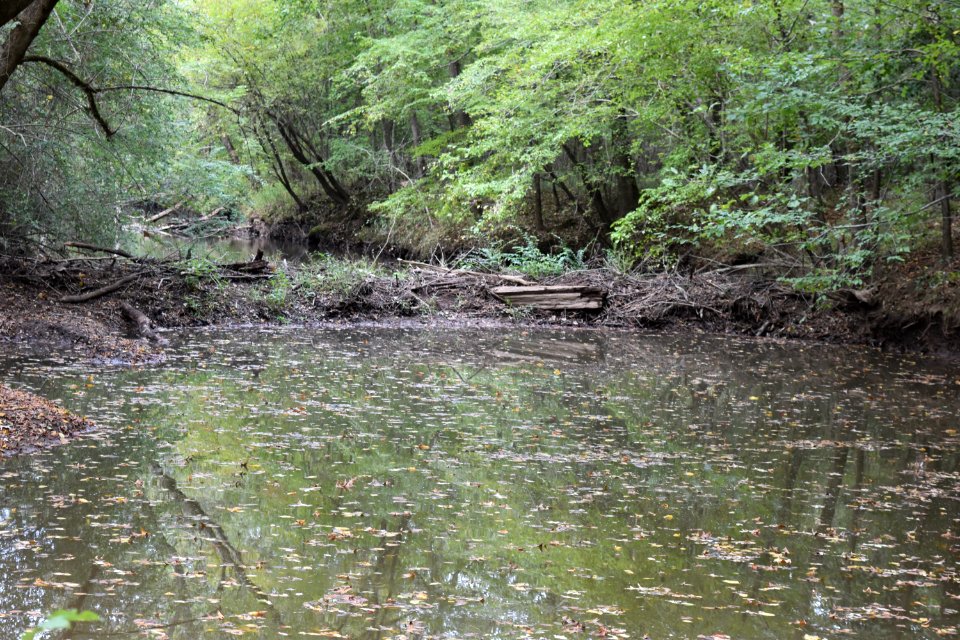 scene beaver dam Sandy Creek Gameland ncwetlands AM (12)
