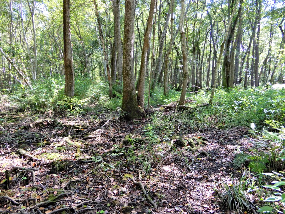 scene bottomland hardwood wetland Lumber River SP Chalk Banks ncwetlands KG (37)