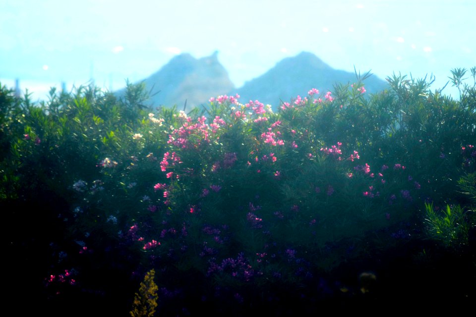 DSC 0007