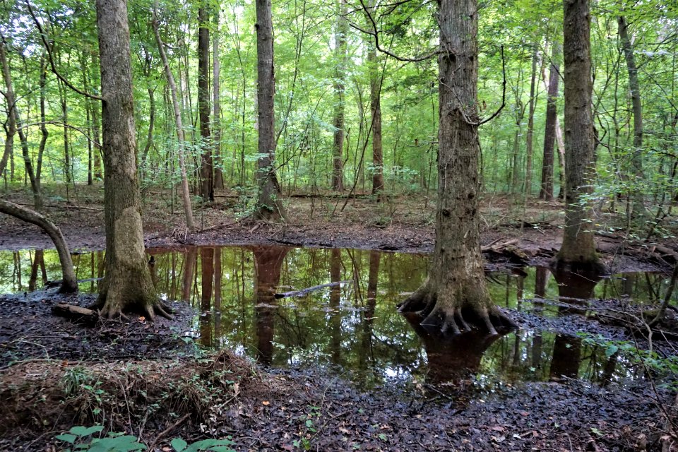 scene wetland swift creek bluffs ncwetlands KG (5)