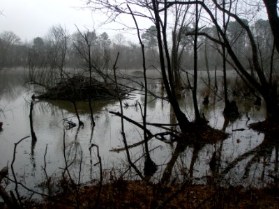 mammal beaver lodge winter walnut creek Rock quarry rd ncwetlands
