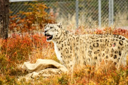 Snow Leopard at Orsa Björnpark photo