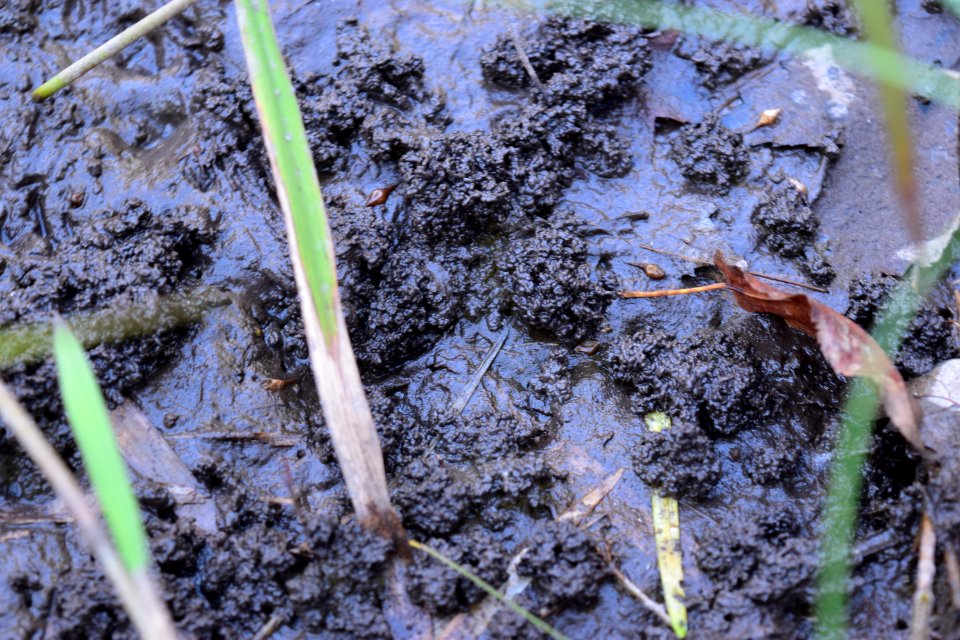 invertebrate mounds Boone Fork Trail ncwetlands amm (27)