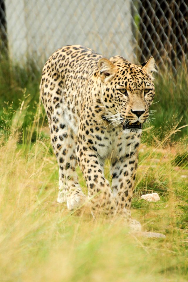 Persian Leopard at Orsa Björnpark photo