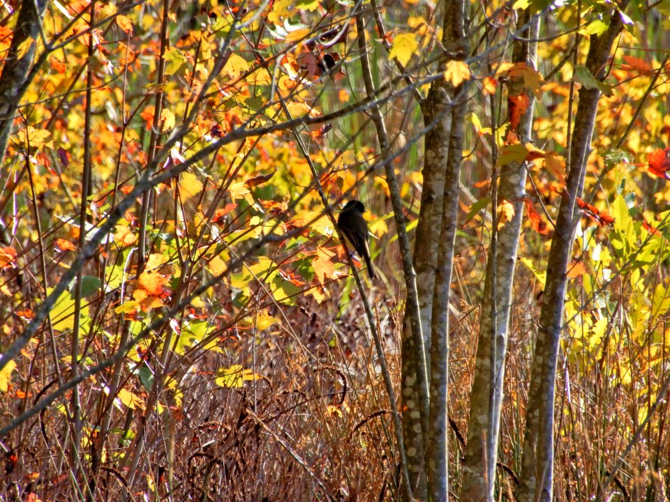 bird phoebe Beaver Marsh Preserve ncwetlands KG (13)
