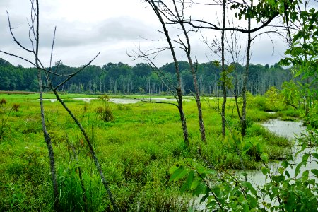 scene Sullivan impndmnt PeeDee NWR ncwetlands KG (3)