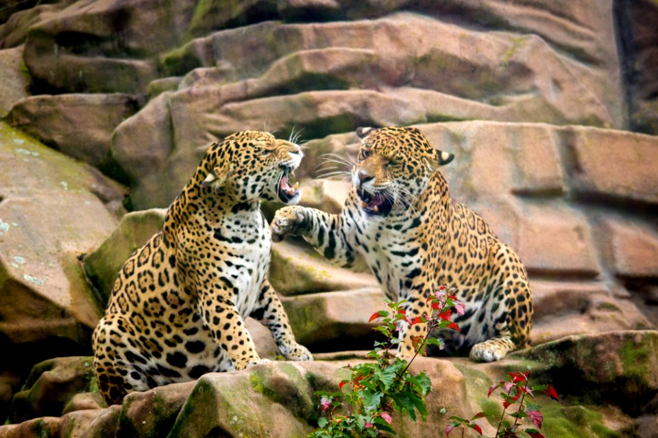 Jaguar sisters having a discussion