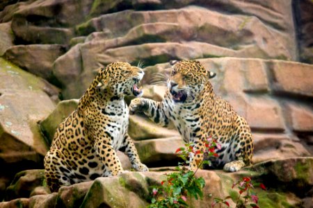 Jaguar sisters having a discussion