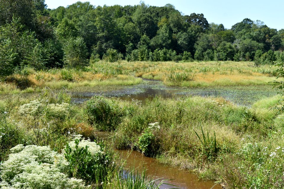 scene Neuse River Trail Craig Burn Ln  (6)