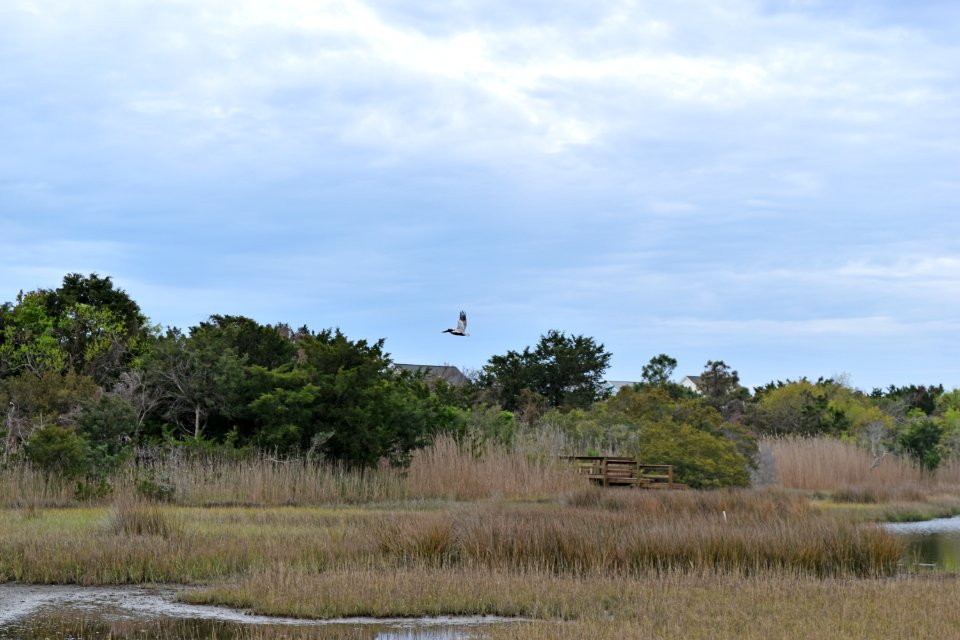 scene Oak Island SE 9th St ncwetlands AM (30)