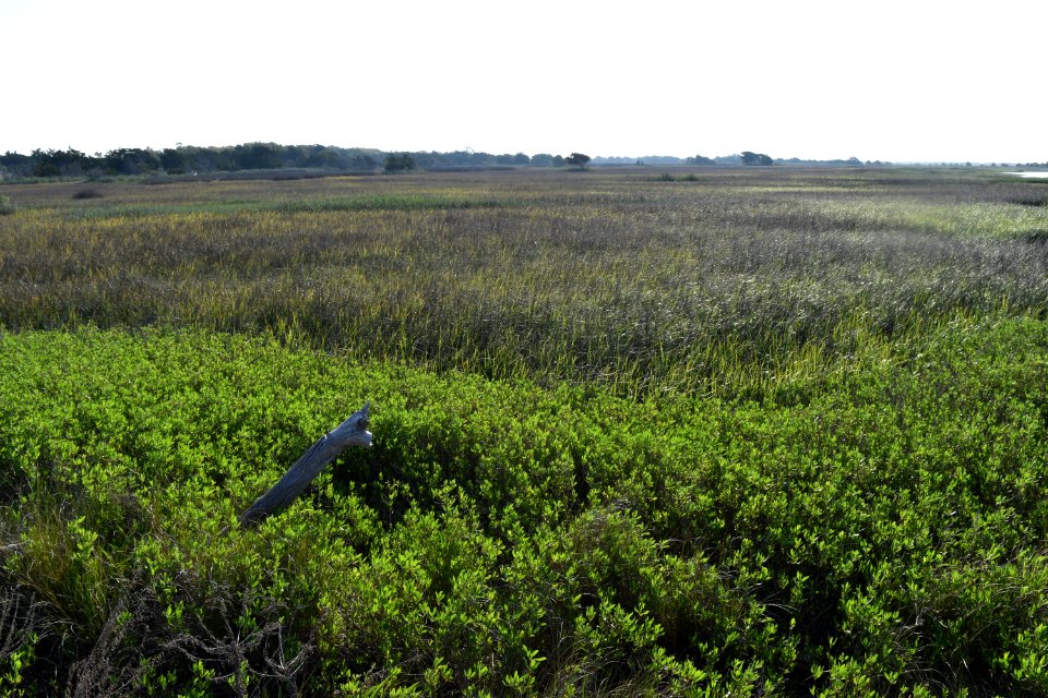 The Rocks at Fort Fisher ncwetlands AM (9)