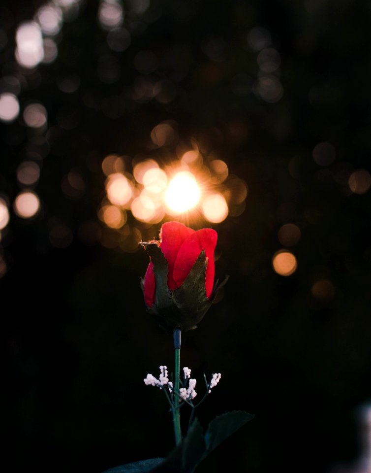Home - Red Red RRRRROSE