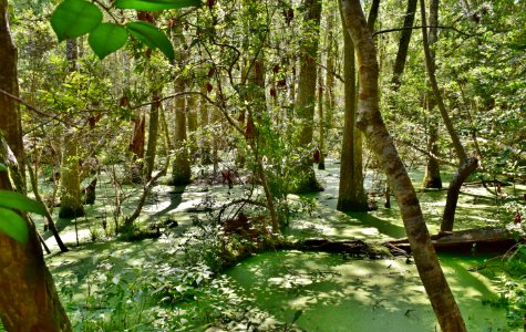 scene old hardwood wetland emerald isle woods ncwetlands AM (6) photo