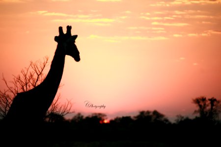 Sunset light