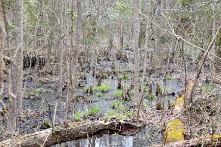 scene Dismal Swamp SP ncwetlands AM (87)