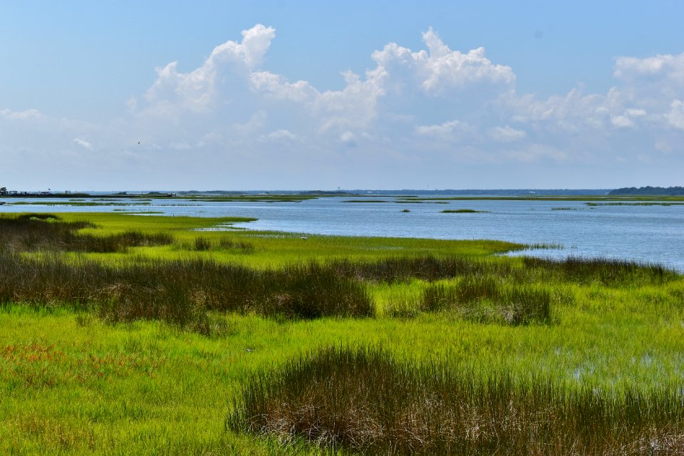 scene marsh and egret emerald isle woods ncwetlands AM (9)