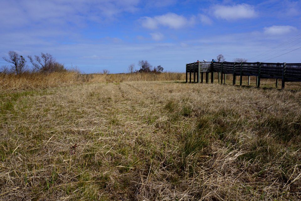 scene Mackay Island NWR ncwetlands KG (3)