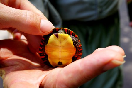 painted turtle juvenile pee dee nwr KG (1)