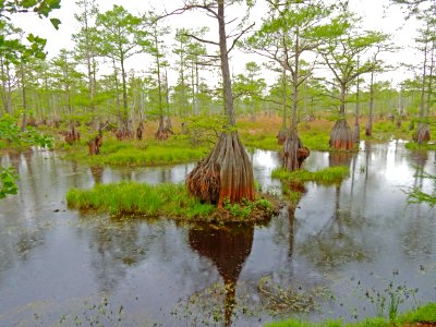 Rhodes Pond game land ncwetlands KG (3)