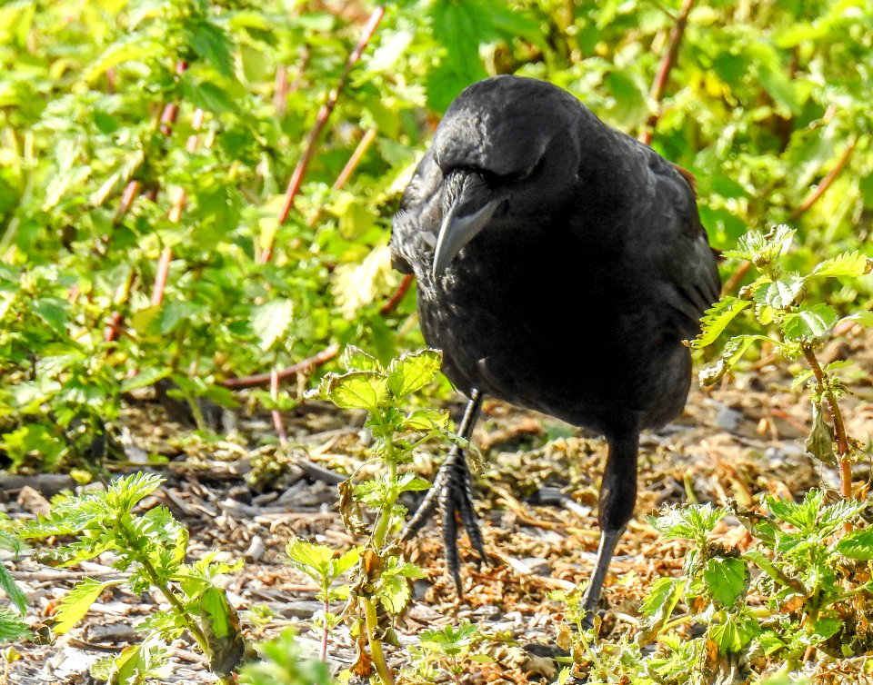 A crow scanning the ground for food