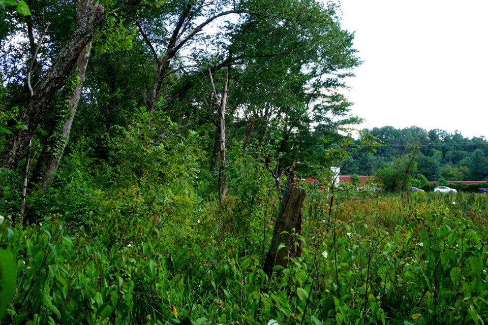 scene beaver wetland Bethebara Park ncwetlands KG (3)