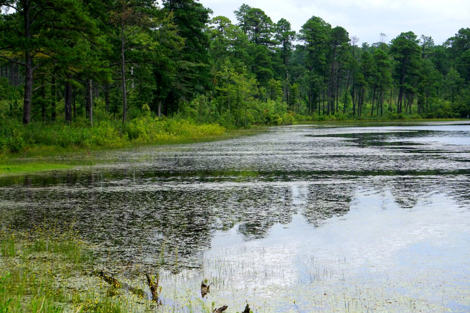 scene Lake Cameron Sandhills Game Lands ncwetlands KG (1)