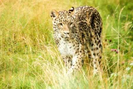 Persian Leopard at Orsa Björnpark photo