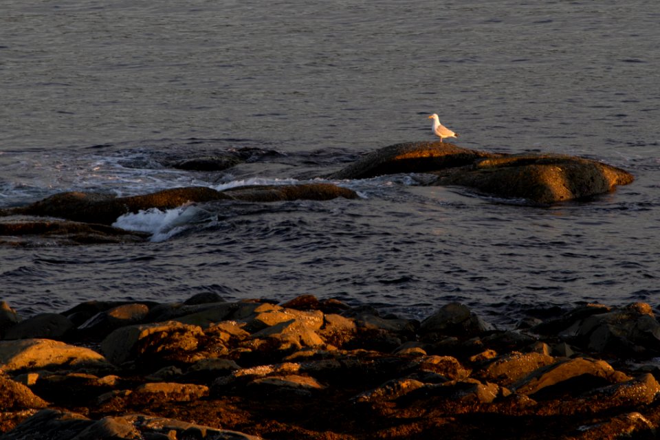 a gull on the rocks photo