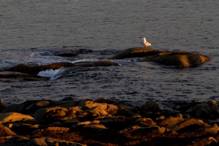 a gull on the rocks