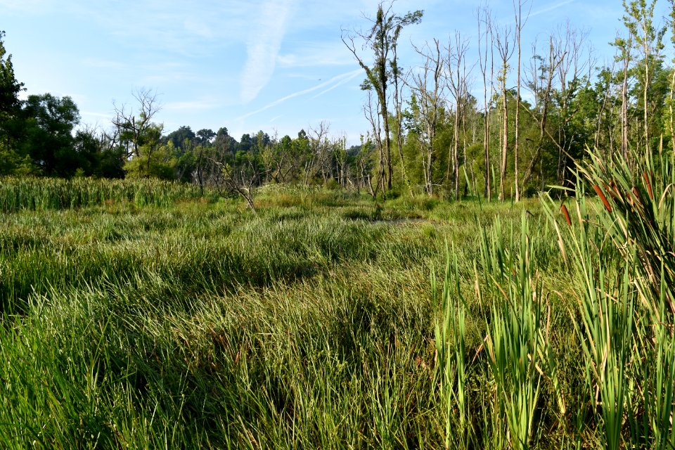 scene Wesley's Park ncwetlands AM (34)