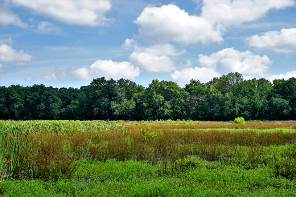 scene pee dee nwr KG (28)