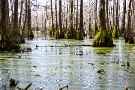 scene Merchants Millpond SP ncwetlands KG (22)