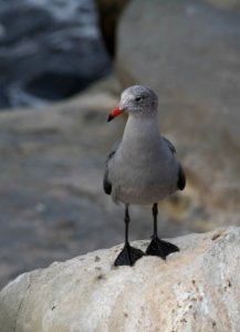 Heerman's gull