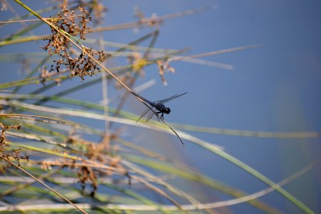 invertebrate Tallulah Bog ncwetlands AM (11)