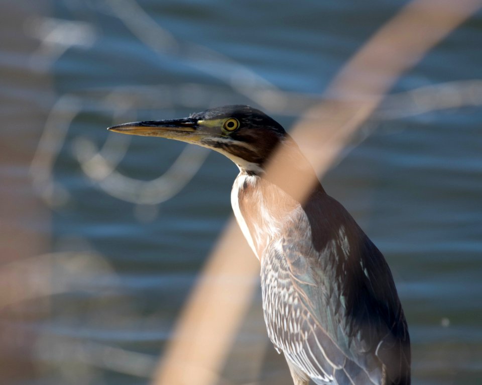 Green heron