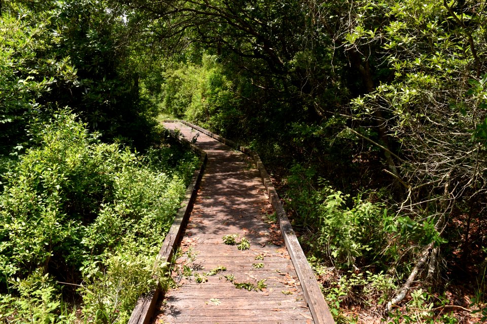 scene Pettigrew State Park ncwetlands am (89)
