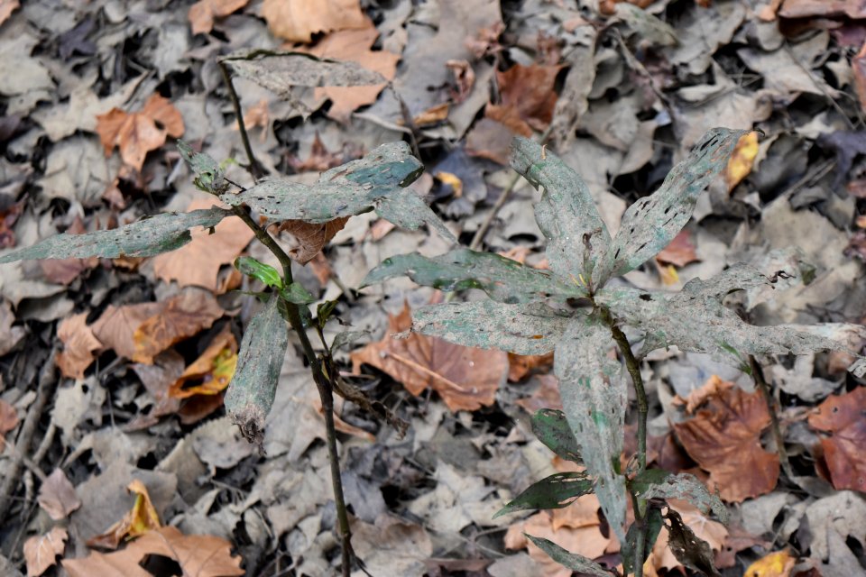 sediment on leaves Crooked Run Wildlife Management Area NC Wetlands AM (1)