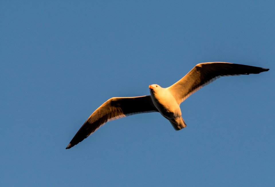 Western gull