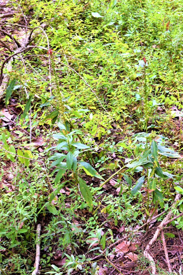 plant cardinal flower Lake Lynn ncwetlands AM