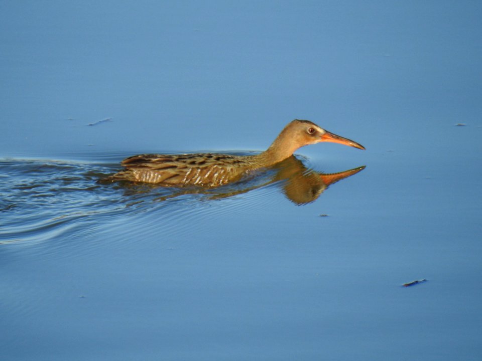 A Ridgway's rail swimming back to the seclusion of the reeds.