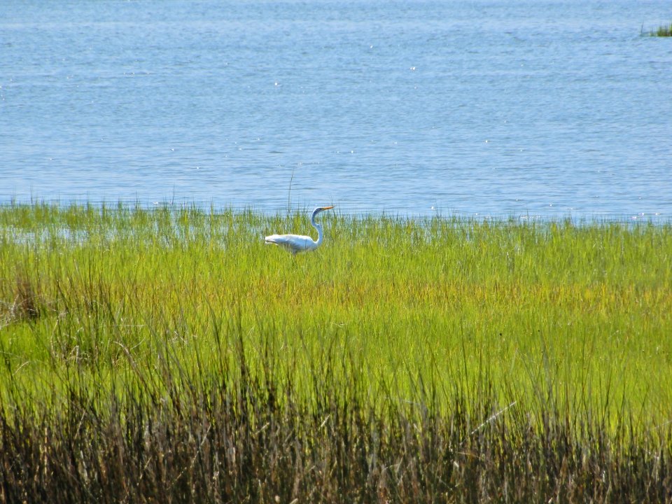 bird great egret in sound marsh Emerald Isle Woods ncwetlands KG (27)