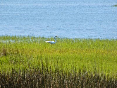 bird great egret in sound marsh Emerald Isle Woods ncwetlands KG (27) photo