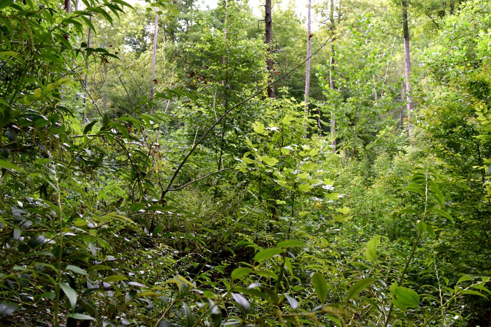 scene great smoky mountain NP ncwetlands AM (6)