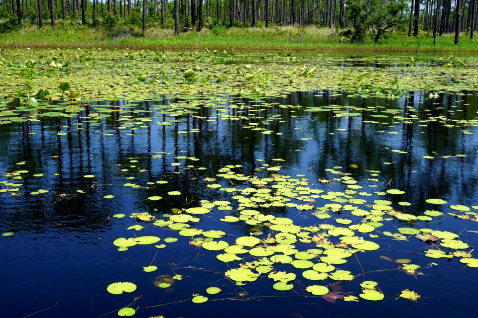 scene patsy's pond croatan NF KG (9)