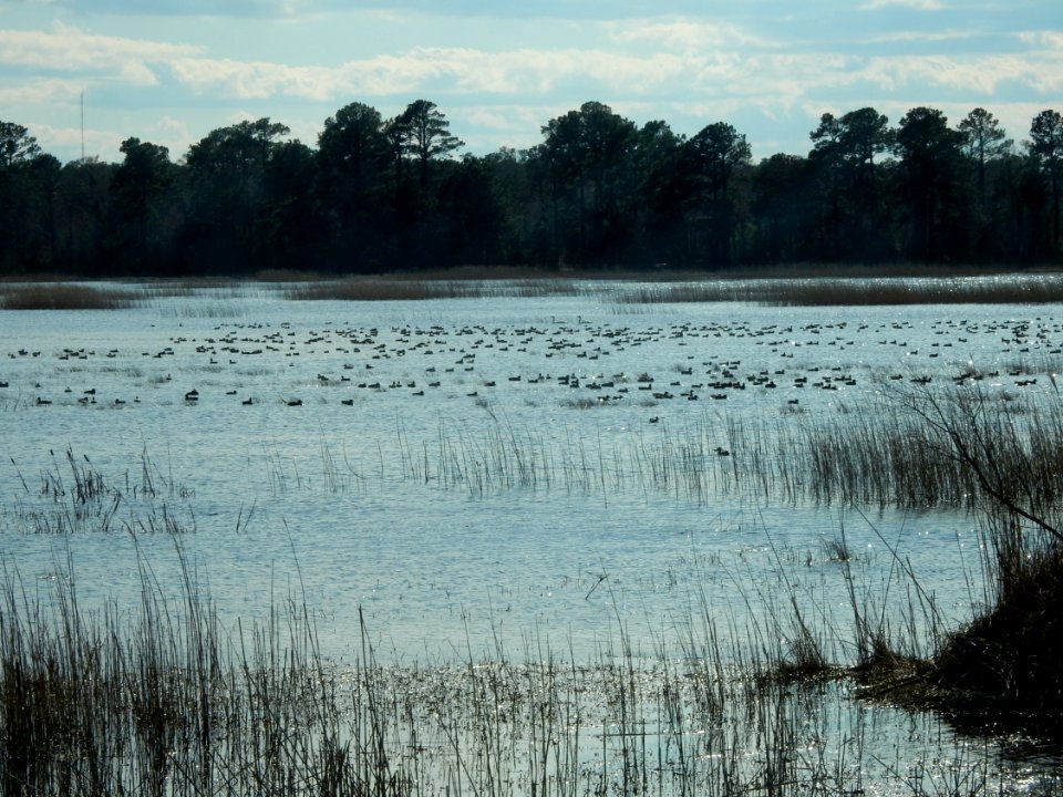 bird flocks duck Mattamuskeet NWR KG (1)