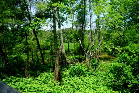 Walnut Creek Greenway ncwetlands KG (5)