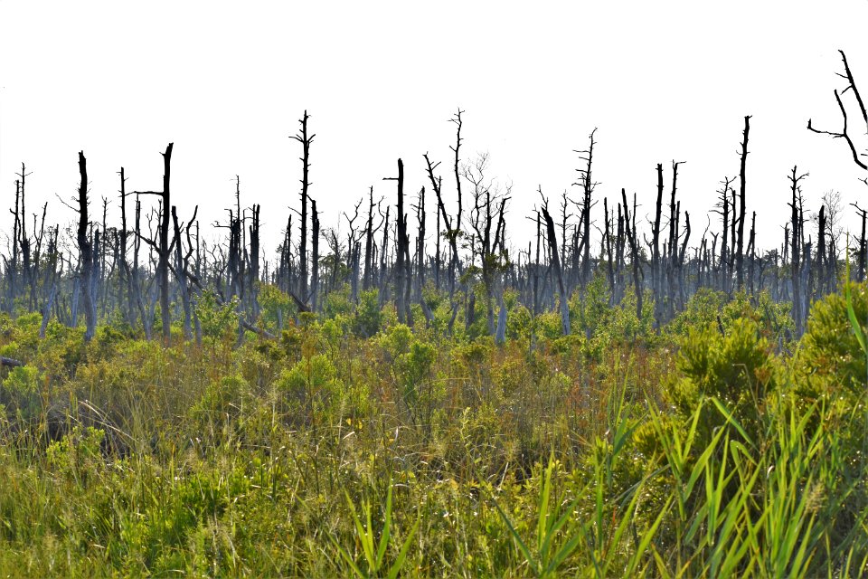 other salt water intrusion Alligator River NWR ncwetlands am (125)