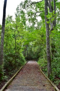 scene boardwalk Salters Lake trail bay wetland Jones Lake SP ncwetlands AM (16)