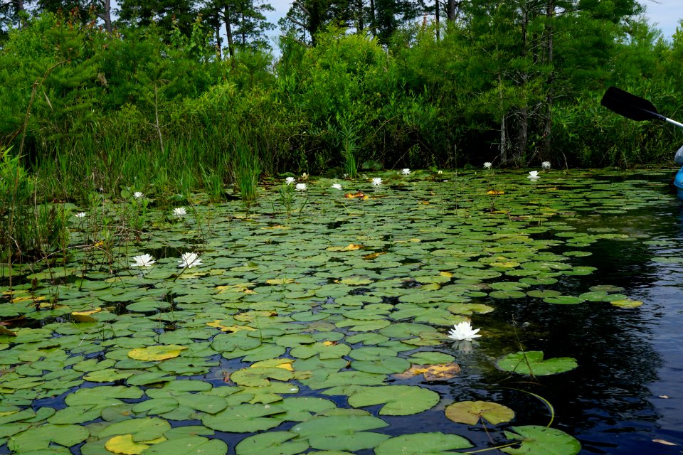 scene Suggs Millpond Gameland KG (1)