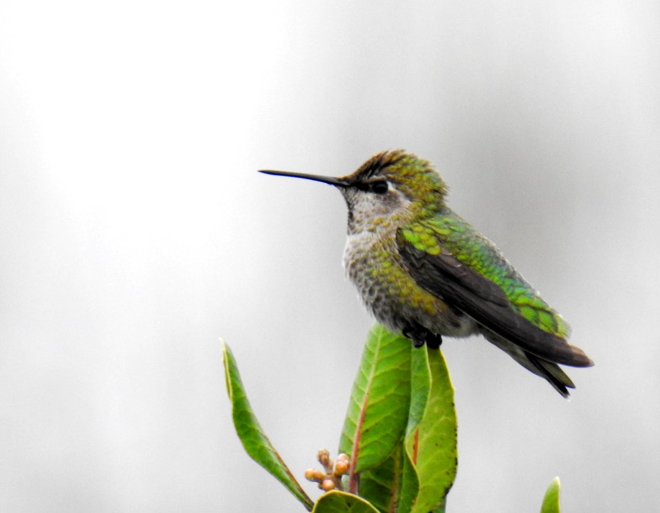 A perilously perched Anna's hummingbird